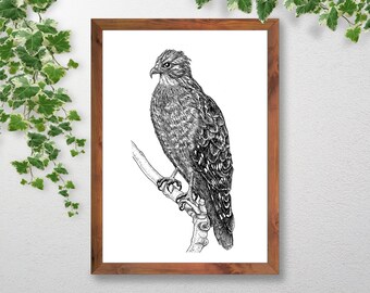 Red Shouldered Hawk Wall Art Decor, Bird of Prey Pen and Ink Drawing on Luster-Finished Paper
