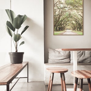 Savannah GA, Savannah, Savannah Ga Wall Art, Savannah Art, Savannah Ga Art, Wormsloe Plantation, Savannah Ga Print, Live Oak Print image 2