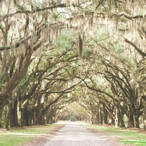 Savannah GA, Savannah, Savannah Ga Wall Art, Savannah Art, Savannah Ga Art, Wormsloe Plantation, Savannah Ga Print, Live Oak Print image 4