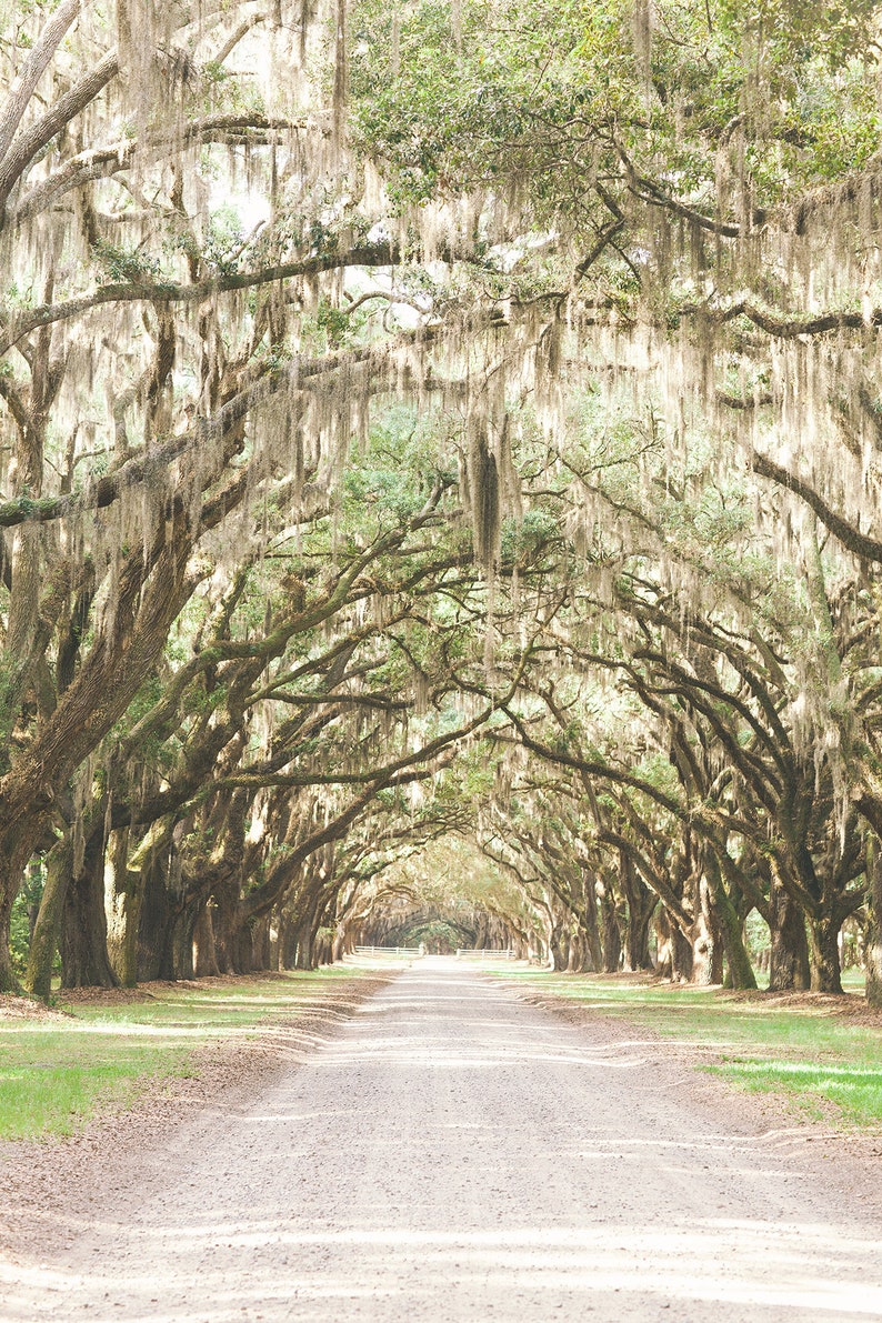 Savannah GA, Savannah, Savannah Ga Wall Art, Savannah Art, Savannah Ga Art, Wormsloe Plantation, Savannah Ga Print, Live Oak Print image 4