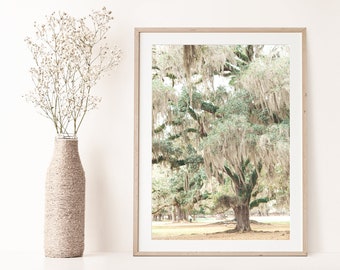 Charleston SC, Live Oak Print, Live Oak Photo Print, Spanish Moss, Lowcountry Live oaks, Southern Home,  Live Oak Wall Art, Middleton Place
