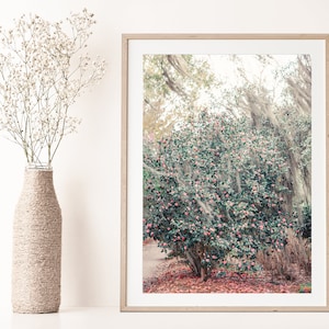 Flower Print, Flower Photo Print, Camellia Print, Pink Camellia, Lowcountry Art, Camellia Art Print, Floral Home Decor, Spanish Moss, Pink