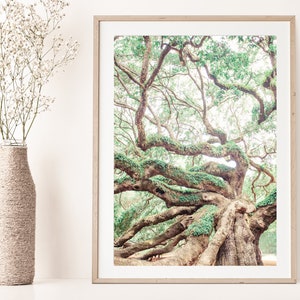 Angle Oak Tree, Live Oak Photography, Charleston Photography, Nature Wall Art, Southern Home Decor, Fine Art Print, Live Oak Tree Photo