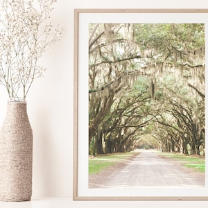 Savannah GA, Savannah,  Savannah Ga Wall Art, Savannah Art, Savannah Ga Art, Wormsloe Plantation,  Savannah Ga Print, Live Oak Print