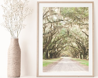 Savannah GA, Savannah,  Savannah Ga Wall Art, Savannah Art, Savannah Ga Art, Wormsloe Plantation,  Savannah Ga Print, Live Oak Print