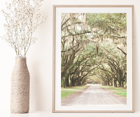 Savannah GA, Savannah,  Savannah Ga Wall Art, Savannah Art, Savannah Ga Art, Wormsloe Plantation,  Savannah Ga Print, Live Oak Print