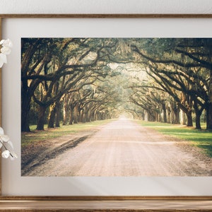 May include: A long, dirt road lined with tall, moss-draped oak trees. The road leads to a bright, sunlit clearing in the distance.