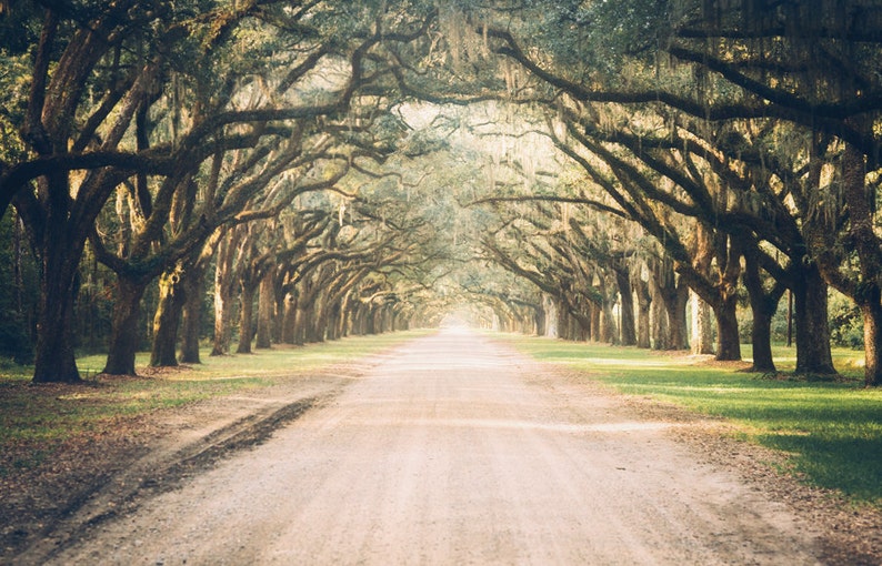 Photography Savannah GA Wormsloe Live Oak Photography Etsy
