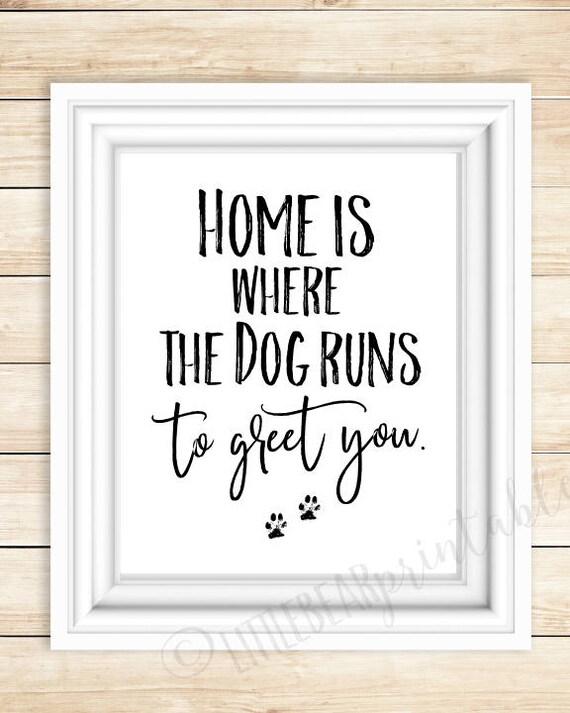 Why Does My Dog Run Back Home