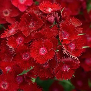 Red Sweet William (Dianthus Barbatus) Seed Packet