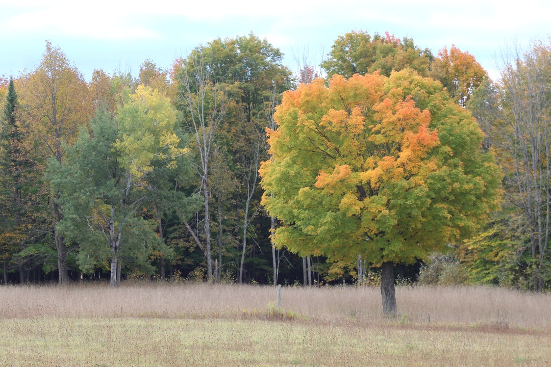 Sugar Maple Tree in the Fall - Etsy