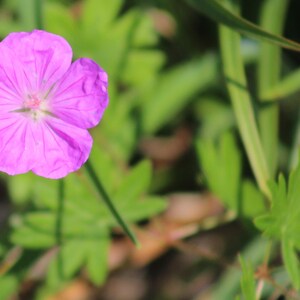 May include: A single pink wildflower with five petals blooms in a field of green grass.