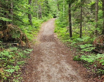 Puede incluir: Un camino de tierra serpentea a través de un exuberante bosque verde. El camino está bordeado de árboles altos y follaje verde.
