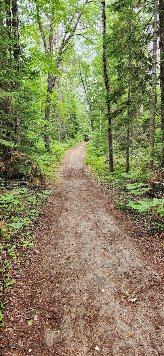 森の小道2 - Etsy 日本