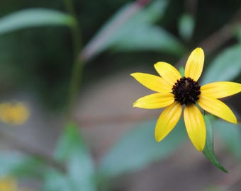 Black eyed Susan