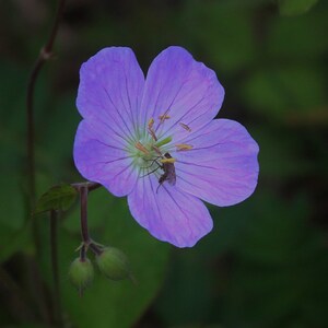 Wild Geranium with bee