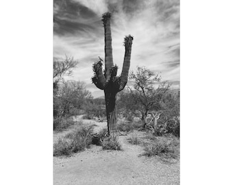 Schwarz-weiße Wandbilder mit Saguaro-Kakteen, Fotografien aus der Wüste Arizonas, Südwestliche Dekoration, Rustikale Wüstenleinwand