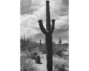 Wandbild „Wüstenwächter“ mit Saguaro-Kaktus in Schwarz-Weiß | Fotografie der Wüste Arizonas | Leinwanddekoration im Südwest-Stil