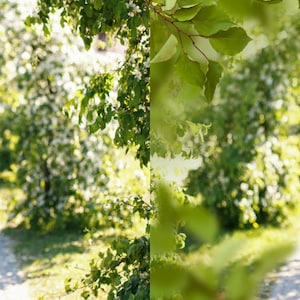 35 Tree branch photo overlays image 5