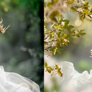 Apple blossom photo overlays, Spring overlays, Blooming tree photo overlays, Flowers photo overlays image 6