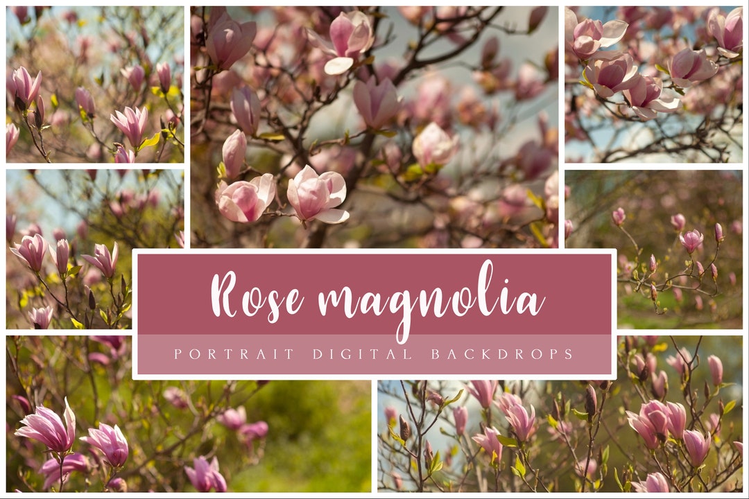 Magnolia Backdrop Rose Magnolia Portrait Digital Backdrops, Maternity Portrait ...