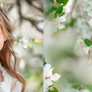 Apple blossom photo overlays, Spring overlays, Blooming tree photo overlays, Flowers photo overlays image 3