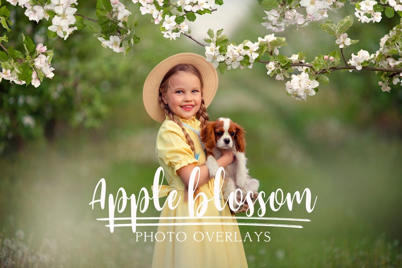 Apple blossom photo overlays, Spring overlays, Blooming tree photo overlays, Flowers photo overlays 画像 1