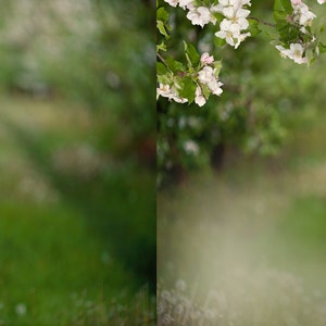 Apple blossom photo overlays, Spring overlays, Blooming tree photo overlays, Flowers photo overlays image 5