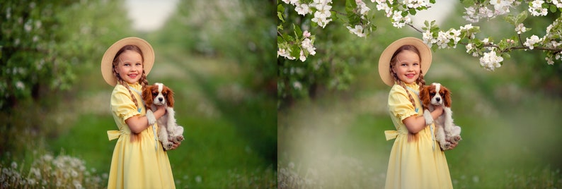 Apple blossom photo overlays, Spring overlays, Blooming tree photo overlays, Flowers photo overlays image 5
