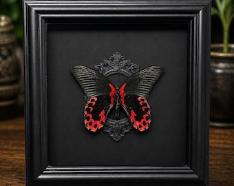 Scarlet Mormon Butterfly Shadow Box - Framed Gothic Wall Art - Red and Black Insect Display