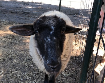 May include: A black and white sheep with a fluffy white coat and a black face stands in a fenced area. The sheep is looking directly at the camera.