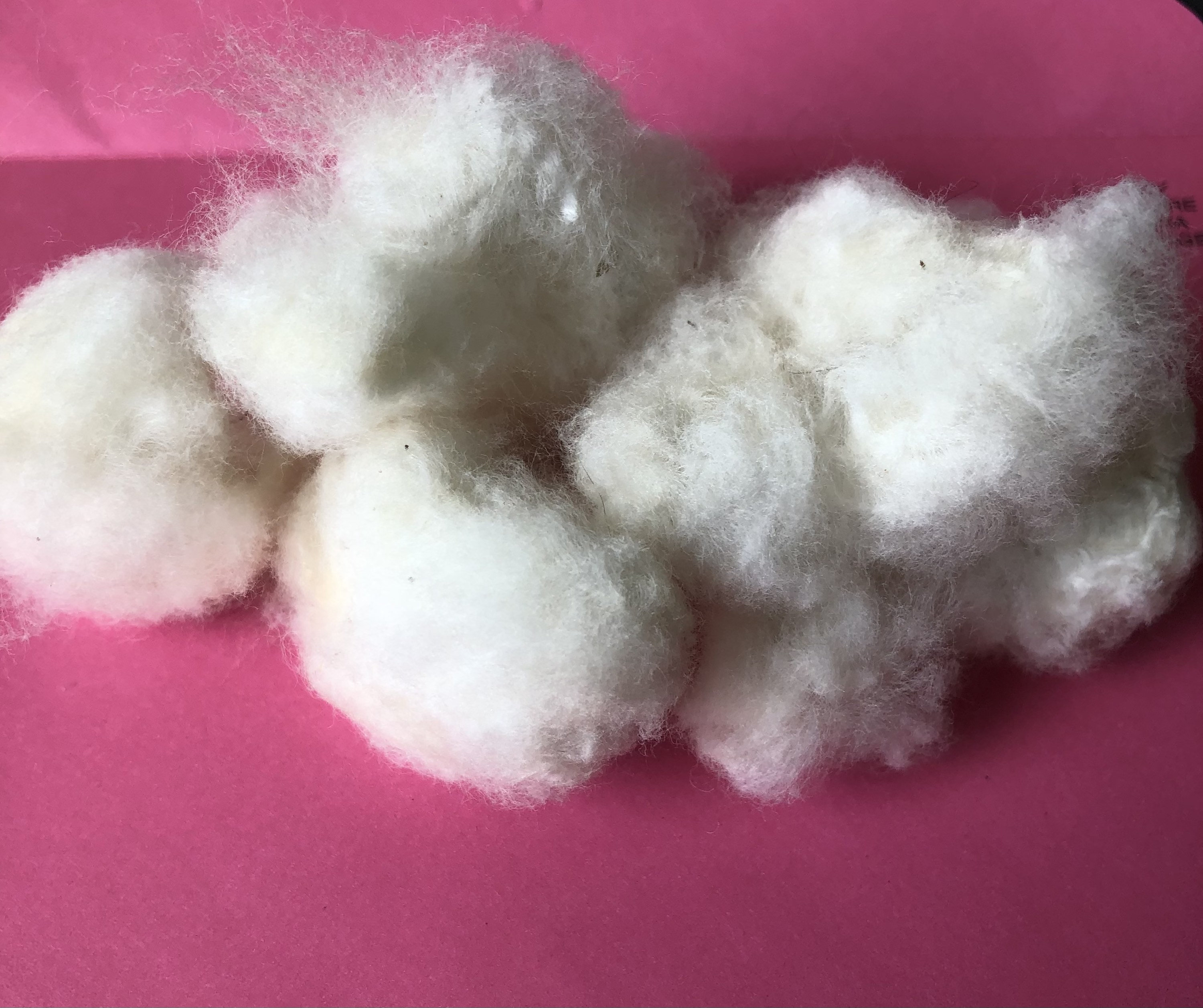 Raw Organic White Cotton Bolls With Seeds Spinning Fiber Local Etsy