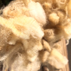May include: Close-up of raw, unprocessed wool fibers. The wool is a creamy off-white color with hints of tan and brown. The fibers are soft and fluffy, with a slightly crimped texture. Ideal for fiber art and textile projects.