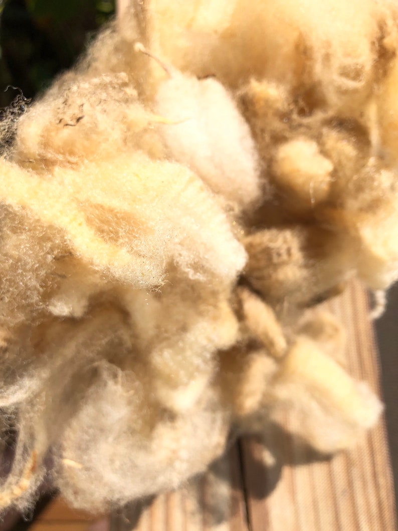 Florida Cracker Raw Wool Florida Raised , 4oz SE2SE image 1