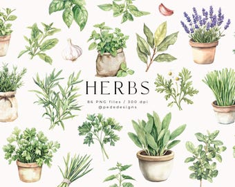 Herbs Clipart, watercolor fresh herbs clipart, gardening png, vege, home garden, cooking stickers, oregano, basil, lavender, thyme, download