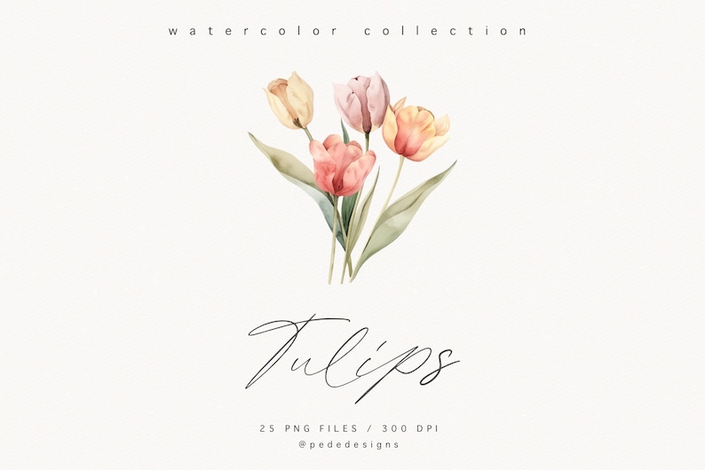 May include: Watercolor illustration of a bouquet of four tulips in shades of pink, peach, and yellow. The tulips are arranged in a loose, natural style with green leaves. The image is labeled "Tulips" and "25 PNG Files / 300 DPI @pededesigns".