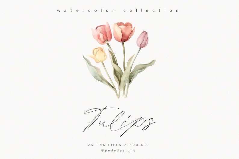 May include: Watercolor illustration of a bouquet of pink, yellow, and peach tulips with green leaves. The image is labeled "Tulips" and "25 PNG Files / 300 DPI @pededesigns".