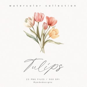 May include: Watercolor illustration of a bouquet of tulips in shades of pink, peach, and yellow. The flowers are arranged in a loose, natural style, with the stems crossing over each other. The background is white. The text "Tulips" is written in cursive below the flowers. The text "25 PNG FILES / 300 DPI" and "@pededesigns" is written below the text "Tulips".