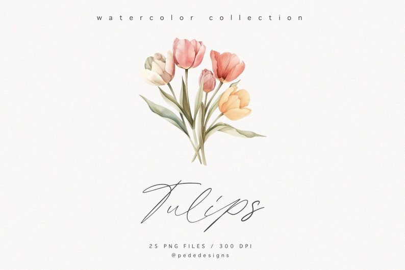 May include: Watercolor illustration of a bouquet of tulips in shades of pink, peach, and yellow. The flowers are arranged in a loose, natural style, with the stems crossing over each other. The background is white. The text "Tulips" is written in cursive below the flowers. The text "25 PNG FILES / 300 DPI" and "@pededesigns" is written below the text "Tulips".