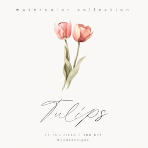 May include: Watercolor illustration of two pink tulips with green stems and leaves. The image is titled "Tulips" and includes the text "25 PNG Files / 300 DPI @pededesigns".