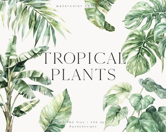 Plantes tropicales, clipart aquarelle, palmier, éléments tropicaux, bananier, feuilles de monstera, verdure exotique, faire-part de mariage, téléchargement