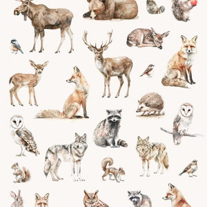 K&ouml;nnte beinhalten: Aquarell-Illustration von 35 Waldtieren, darunter B&auml;ren, Hirsche, F&uuml;chse, W&ouml;lfe, Eulen, Waschb&auml;ren, Eichh&ouml;rnchen und mehr. Die Tiere sind in einem realistischen Stil mit weichen, gedeckten Farben gemalt. Die Illustration tr&auml;gt den Titel "Forest Story" und enth&auml;lt den Text "35 Tiere / PNG-Dateien / 300 dpi @pededesigns".
