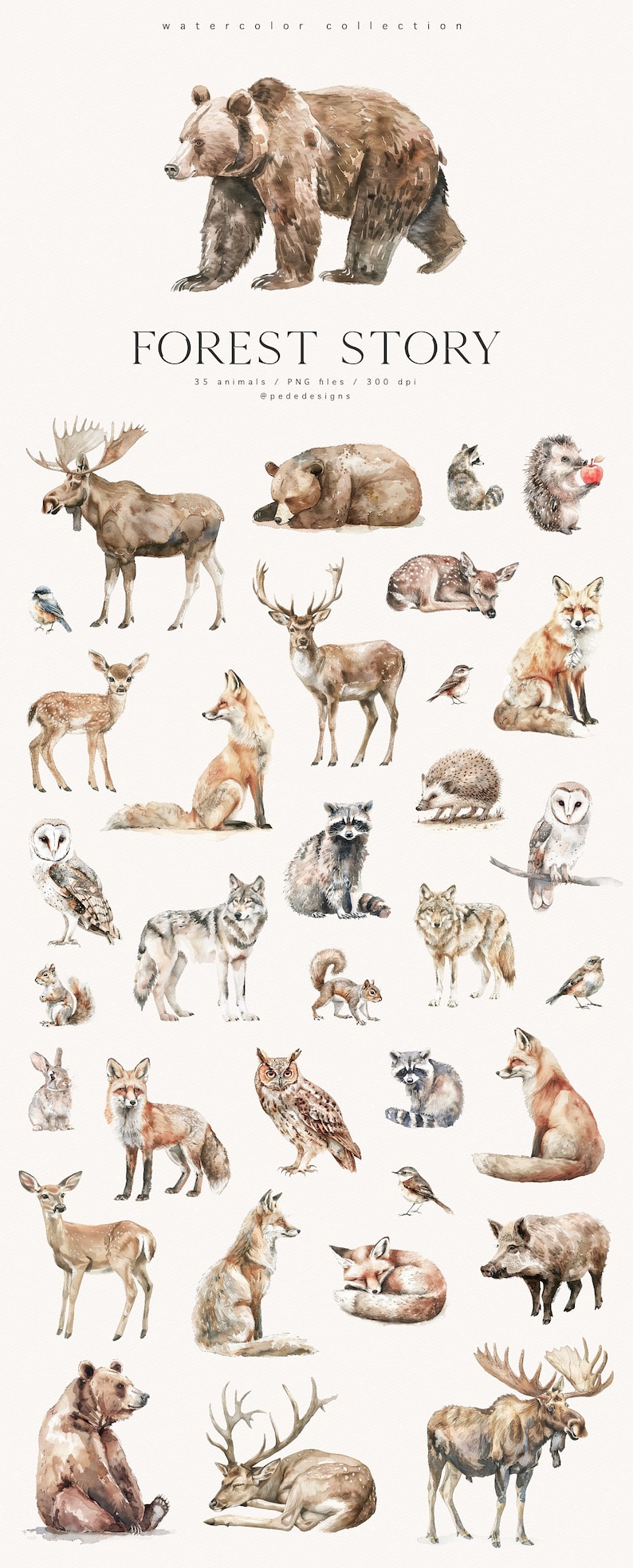 K&ouml;nnte beinhalten: Aquarell-Illustration von 35 Waldtieren, darunter B&auml;ren, Hirsche, F&uuml;chse, W&ouml;lfe, Eulen, Waschb&auml;ren, Eichh&ouml;rnchen und mehr. Die Tiere sind in einem realistischen Stil mit weichen, gedeckten Farben gemalt. Die Illustration tr&auml;gt den Titel "Forest Story" und enth&auml;lt den Text "35 Tiere / PNG-Dateien / 300 dpi @pededesigns".