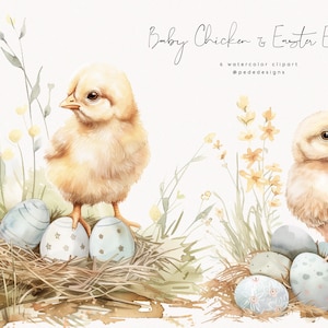 Clipart de frango e ovos de Páscoa, frango em aquarela, gráficos png de primavera, caça aos ovos de páscoa, clipart de primavera de berçário, animais bebês, baixar