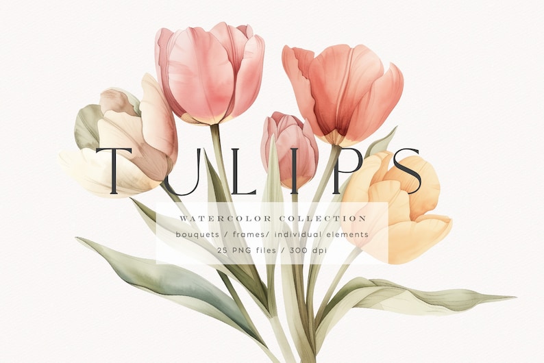 May include: Watercolor illustration of a bouquet of tulips in shades of pink, peach, and yellow. The flowers are arranged in a loose, natural style, with some of the petals overlapping. The background is a soft white.