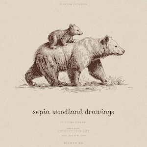 Op de afbeelding: Een sepia-kleurige inktillustratie van een grote beer die loopt met een kleine welp op zijn rug. De tekst luidt: drawings collection, sepia woodland drawings, 30 vintage drawings, PNGs with transparent background, SVG, EPS & AI files, @pededesigns.