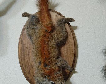 Red Squirrel Taxidermy Lifesize Mount - Taxidermy Mount, Taxidermy Animal, Stuffed Animal, Squirrel Skull, Squirrel Pelt, Curio Cabinet