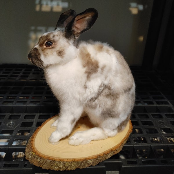 Taxidermy Rabbit Lifesize Mount - Rabbit Skull, Taxidermy Bunny, Stuffed Rabbit, Rabbit Pelt, Curio Cabinet, Oddities and Curiosities