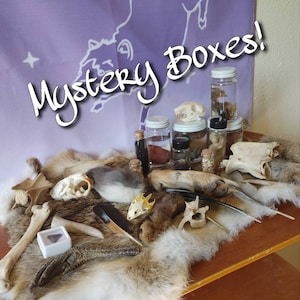 Taxidermy Vulture Culture Mystery Boxes - oddity and curiosity decor (skulls, bones, wet specimens, crystals, feathers, and MORE!)