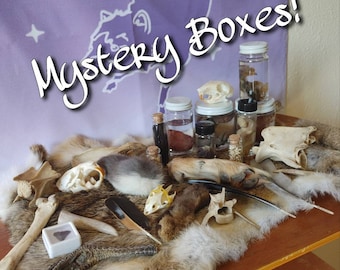 Taxidermy Vulture Culture Mystery Boxes - oddity and curiosity decor (skulls, bones, wet specimens, crystals, feathers, and MORE!)